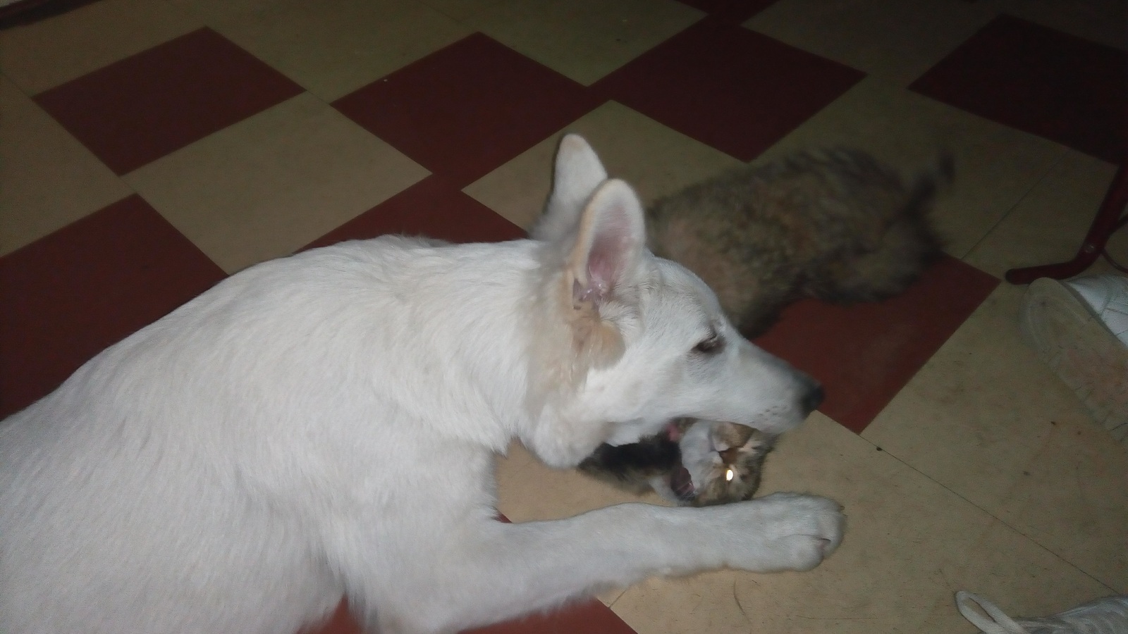 My Before and After - My, , Dog, It Was-It Was, White swiss shepherd, Longpost