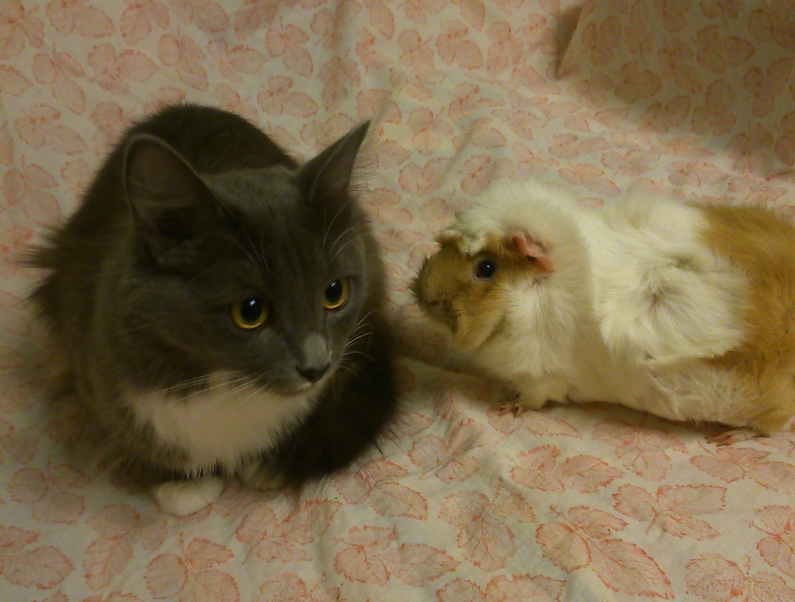 Harmony - My, cat, Guinea pig