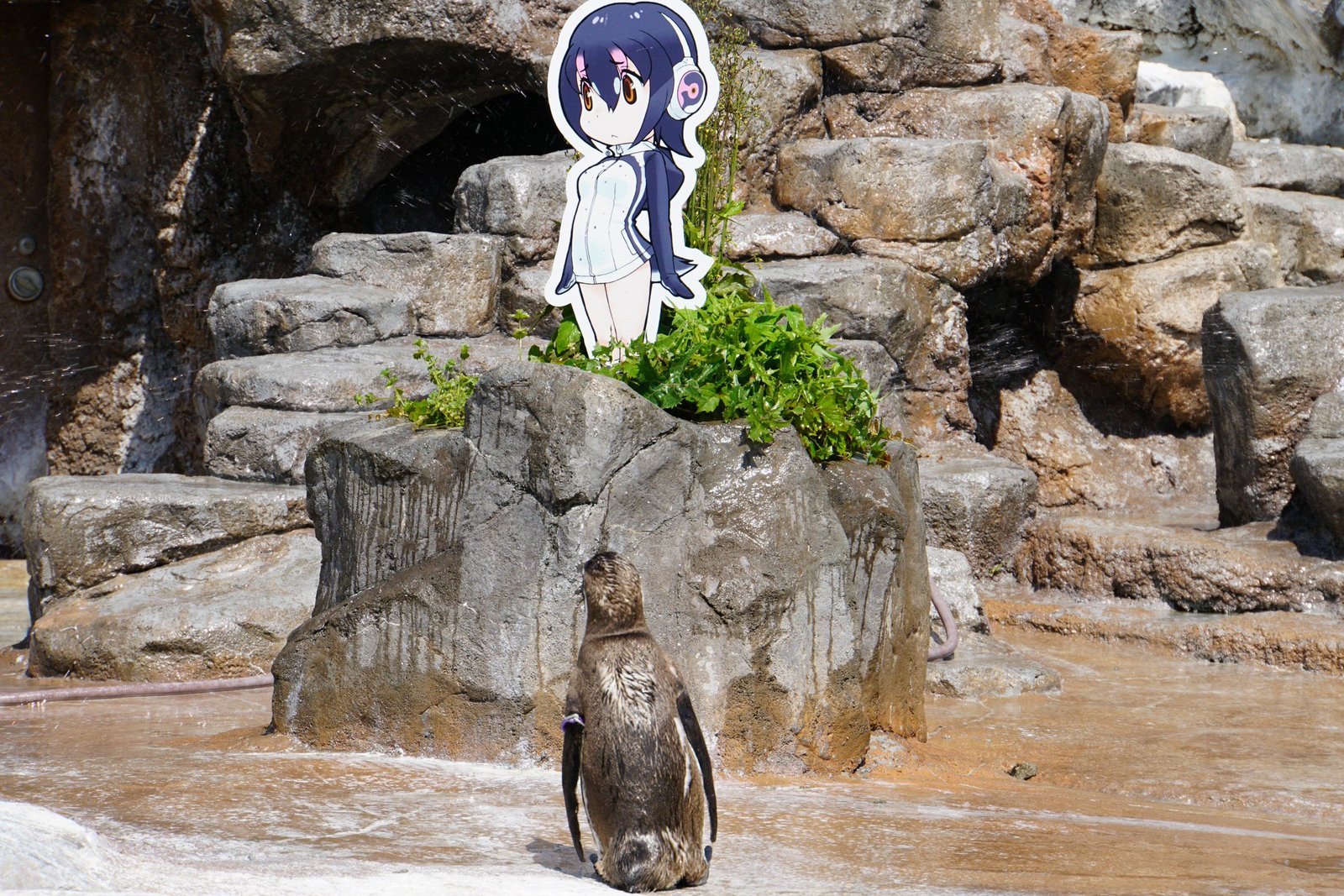 In Japan, a lonely penguin fell in love with an anime girl - My, Dmitry Shamov, Japan, Penguins, Love, A life, Video, Longpost