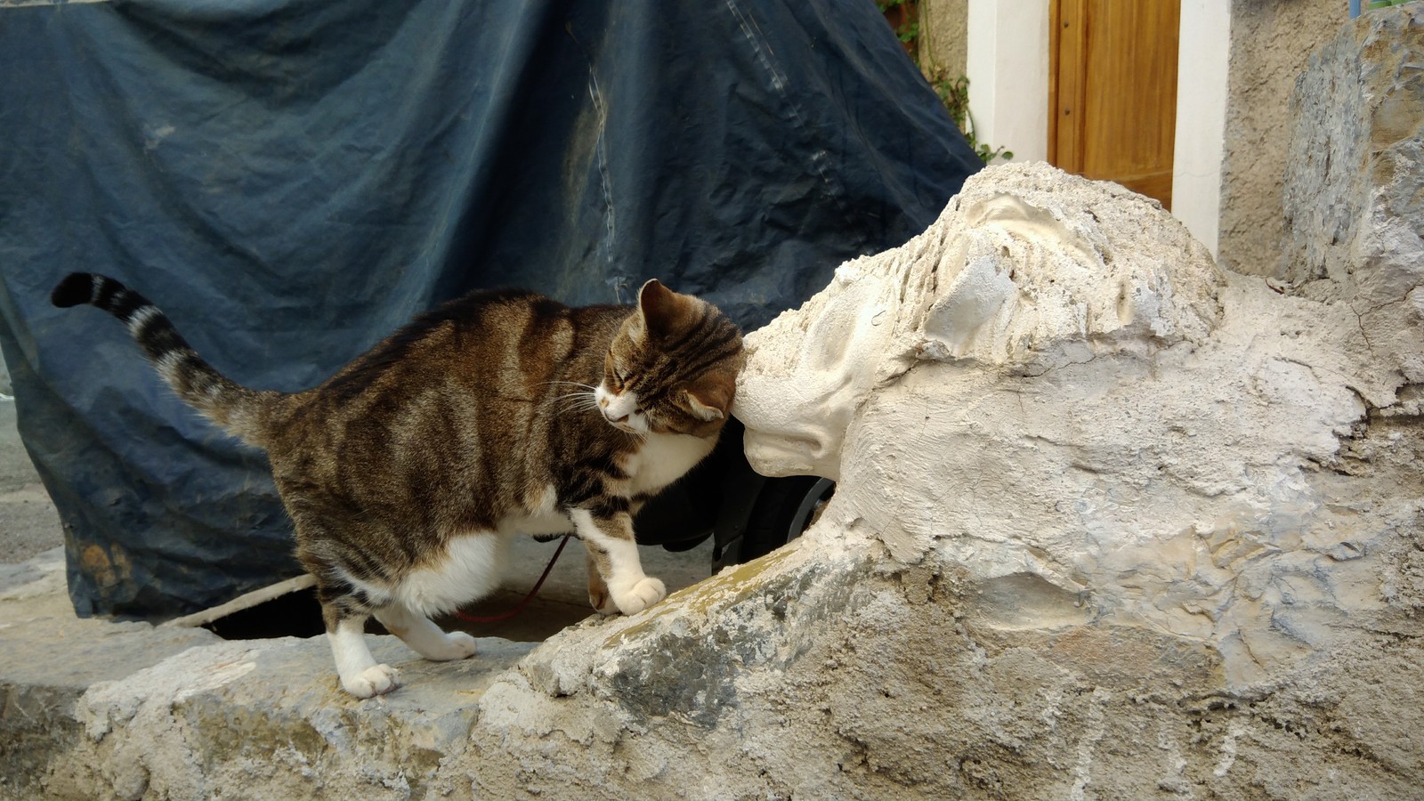 A meeting of two kindred spirits yesterday in a mountain village. - My, cat, The mountains, french alps, Autumn, a lion, Soul mates, Longpost, Alps