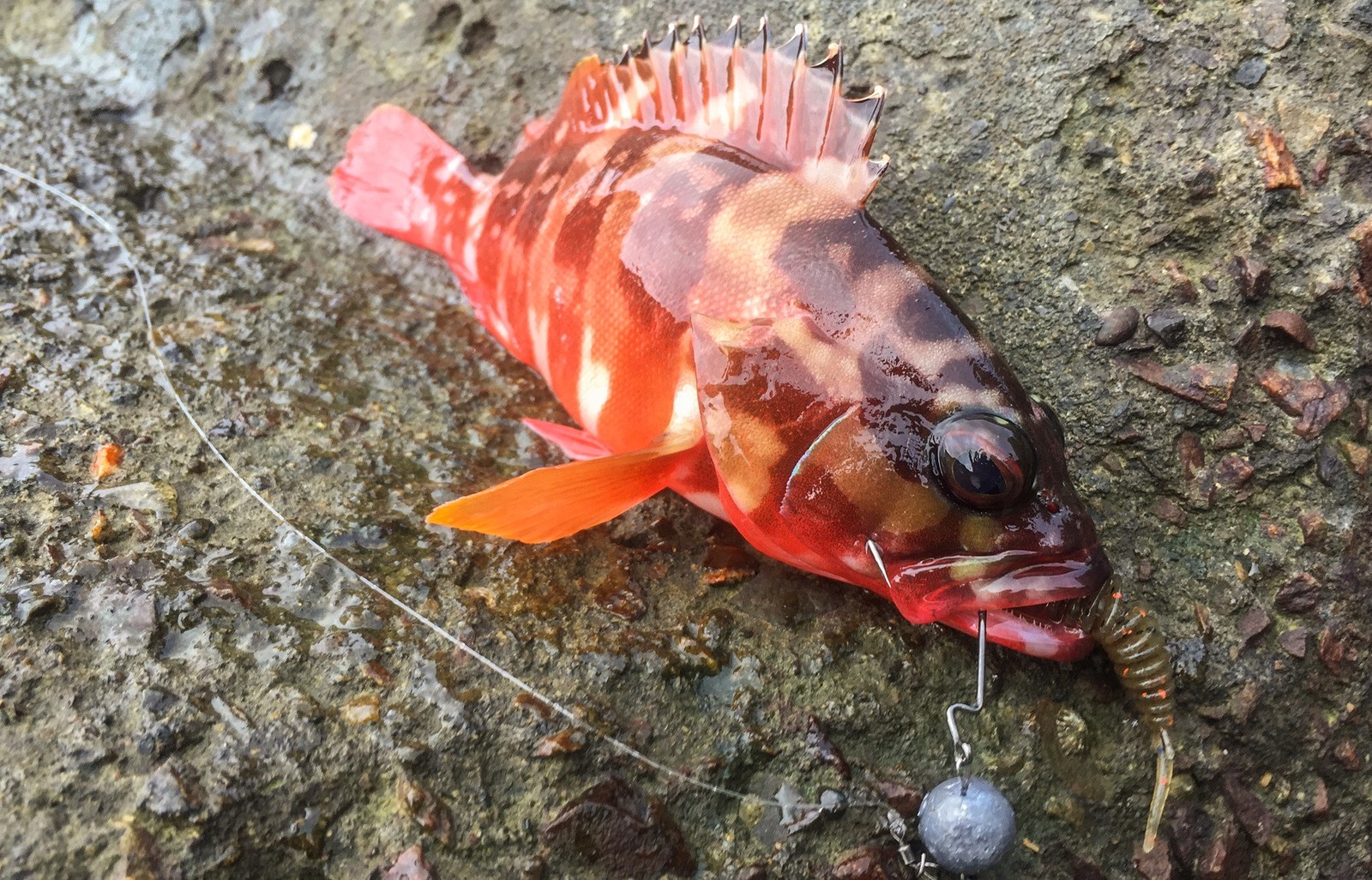 Каменная рыбалка. - Моё, Рокфишинг, Рыбалка, Rockfishing, Ящероголов, Морской окунь, Lizardfish, Mefik, Видео, Длиннопост