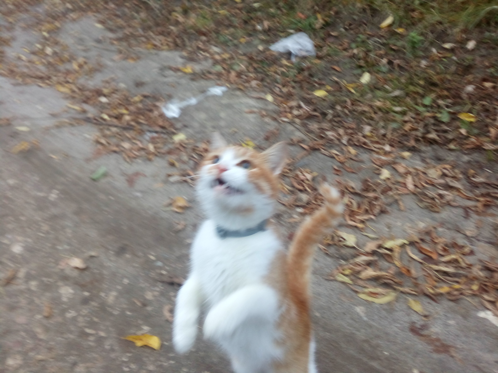 Neighbor cat - My, Redheads, cat, Longpost