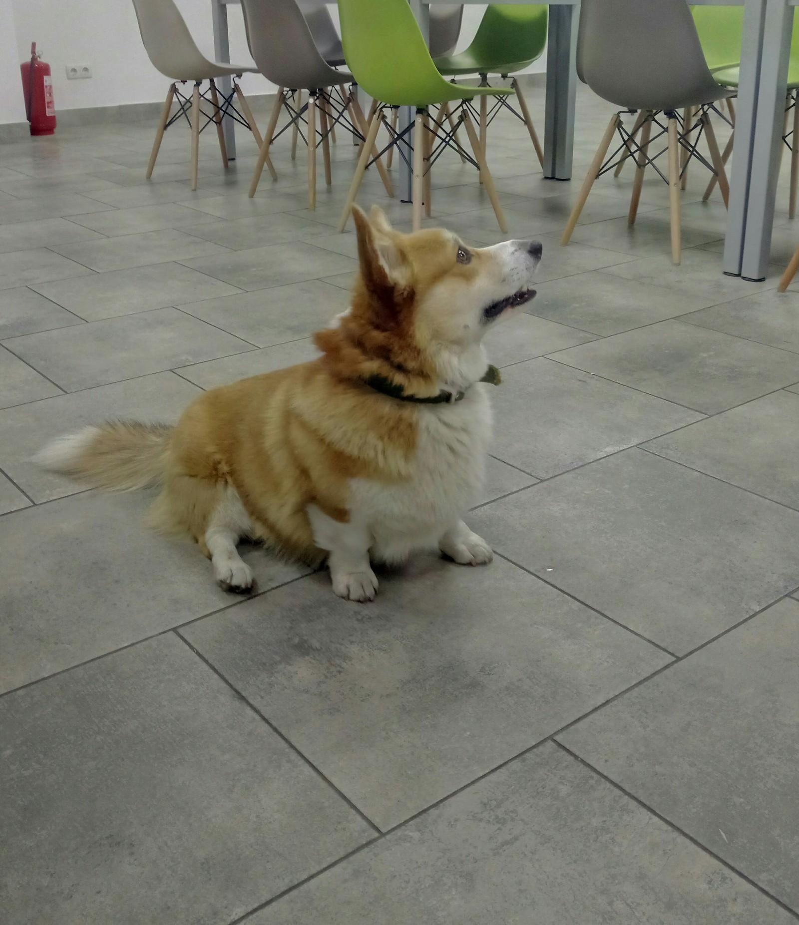 Do you smell like the sea? - My, Text, Corgi, Office, Dog