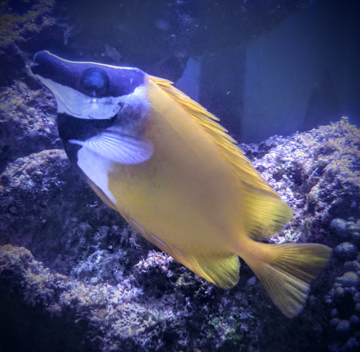 Inhabitants of my marine aquarium - My, Aquarium, Underwater world, Nemo, Finding Dory, Marine life, Longpost