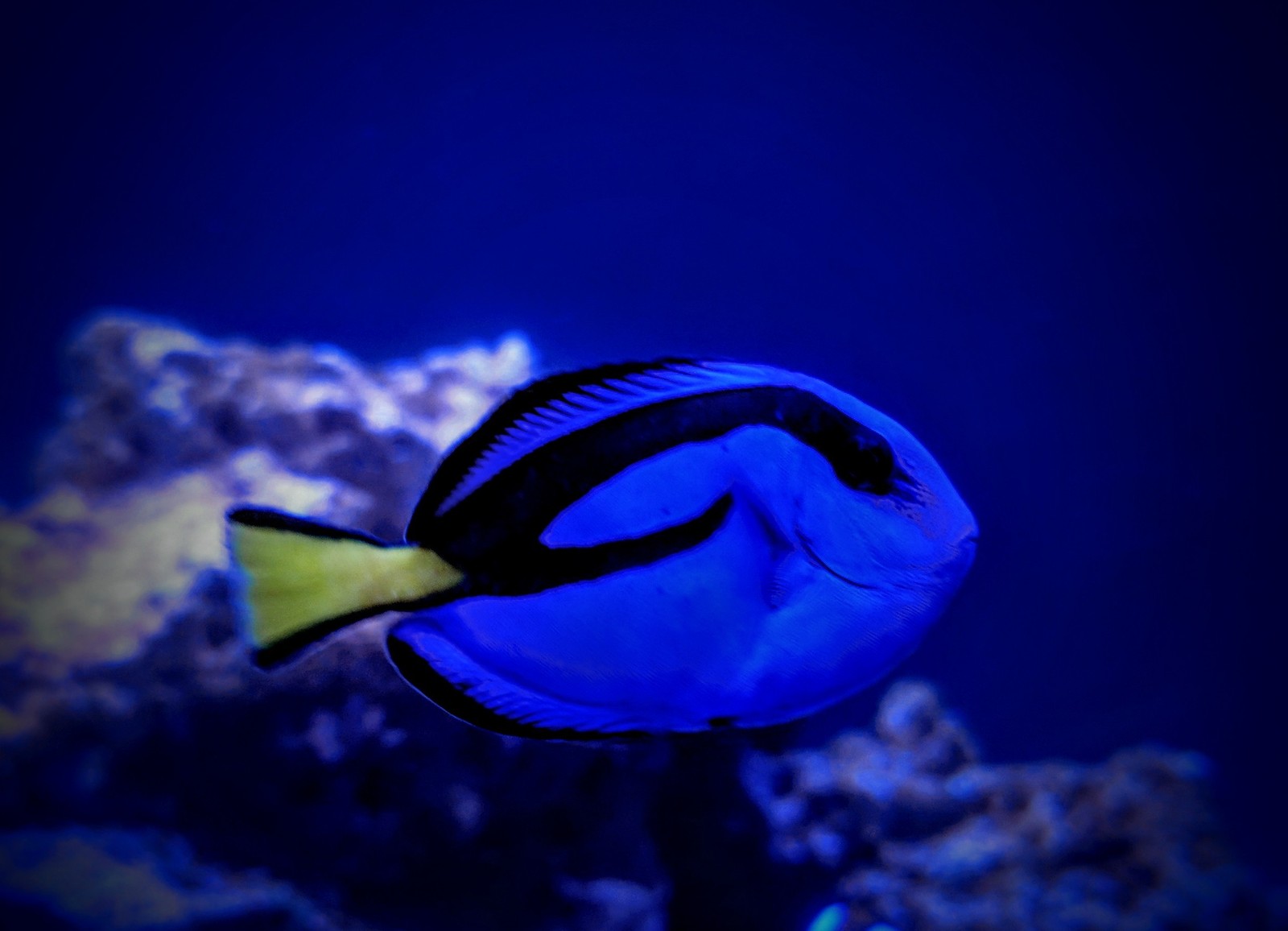 Inhabitants of my marine aquarium - My, Aquarium, Underwater world, Nemo, Finding Dory, Marine life, Longpost