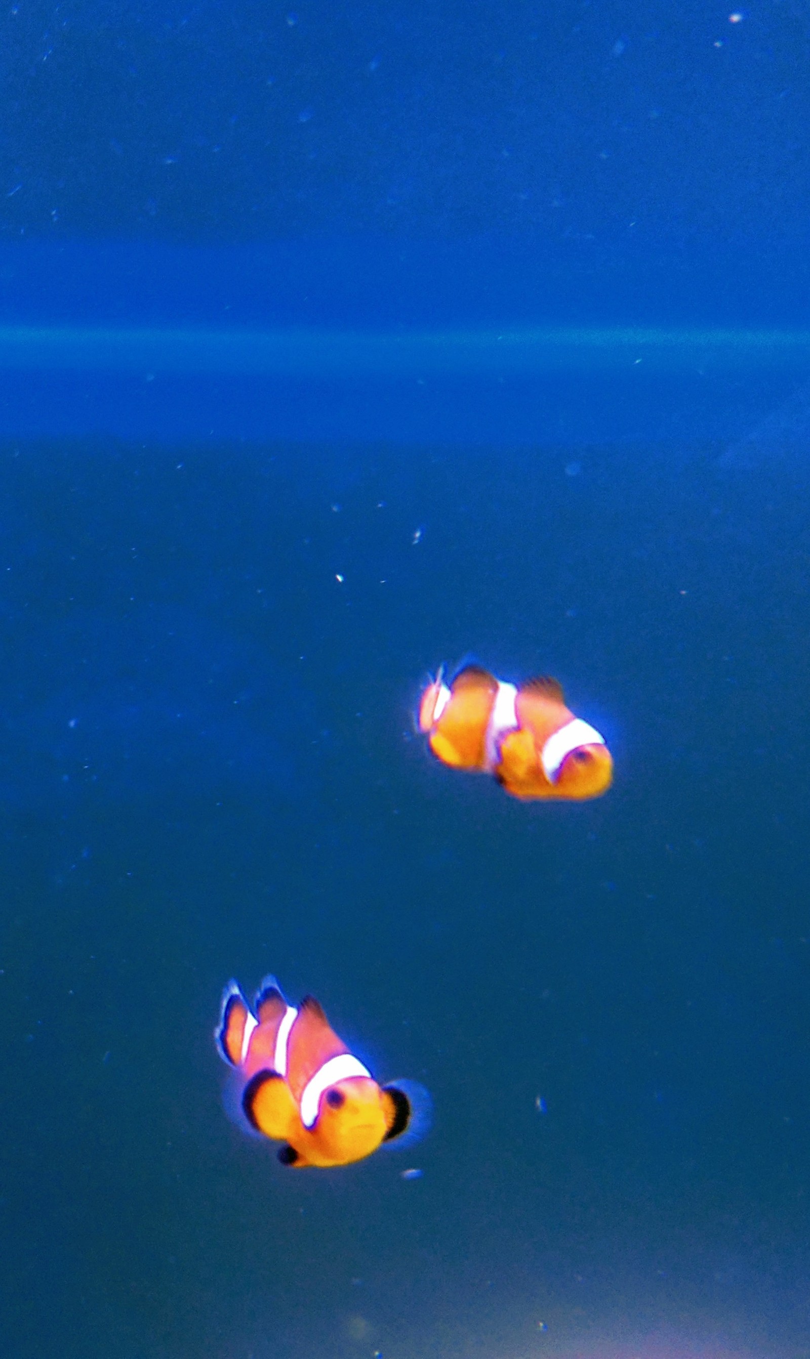 Inhabitants of my marine aquarium - My, Aquarium, Underwater world, Nemo, Finding Dory, Marine life, Longpost