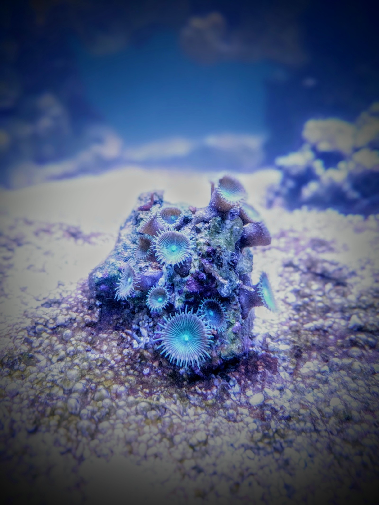 Inhabitants of my marine aquarium - My, Aquarium, Underwater world, Nemo, Finding Dory, Marine life, Longpost