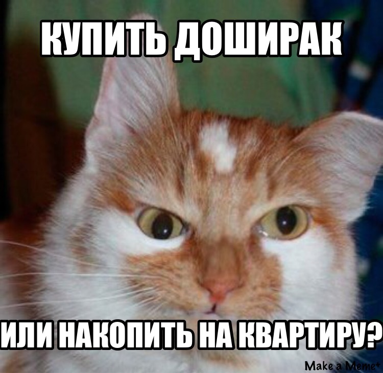 Dilemma - cat, Question, Memes, Doshirak, Money