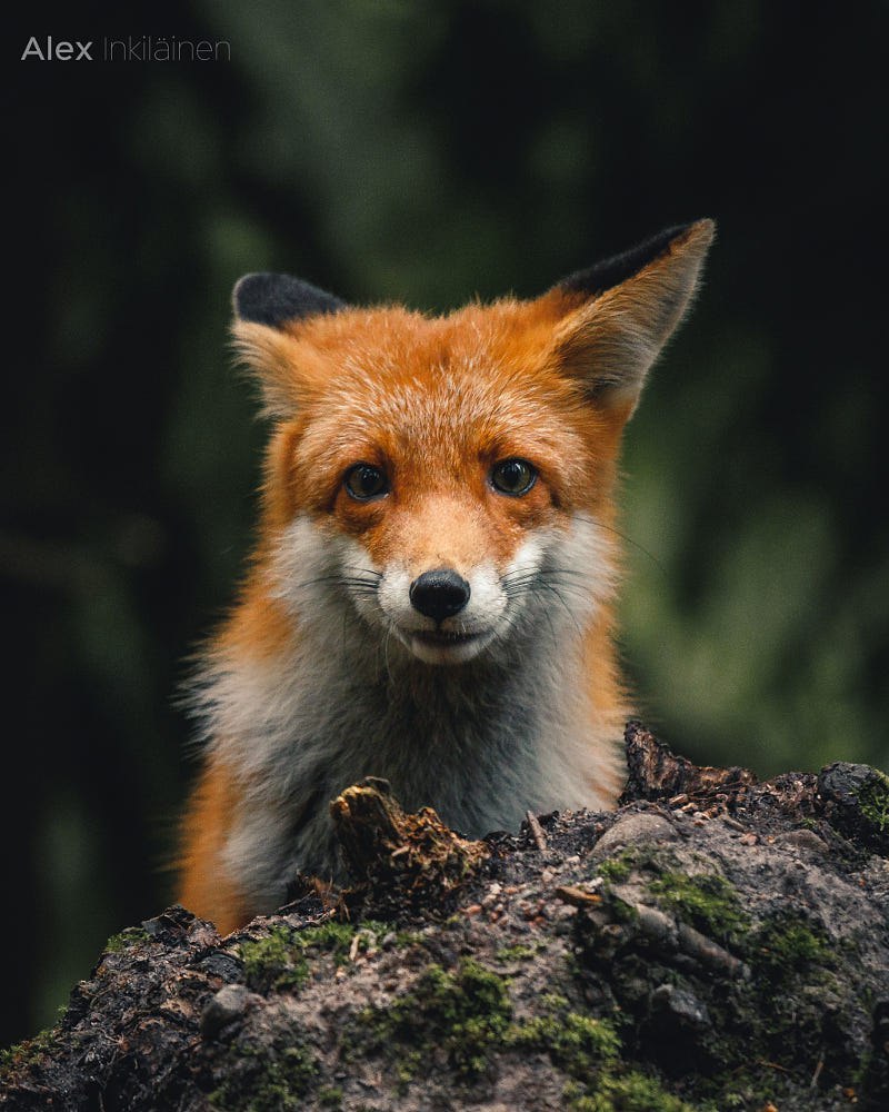 Something to catch the eye - Fox, The photo, beauty, Animals