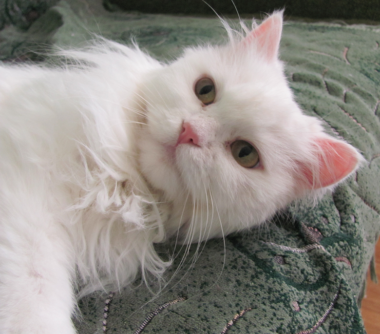 The attitude of a cat to other animals - My, cat, Turkish angora, Pets, Longpost