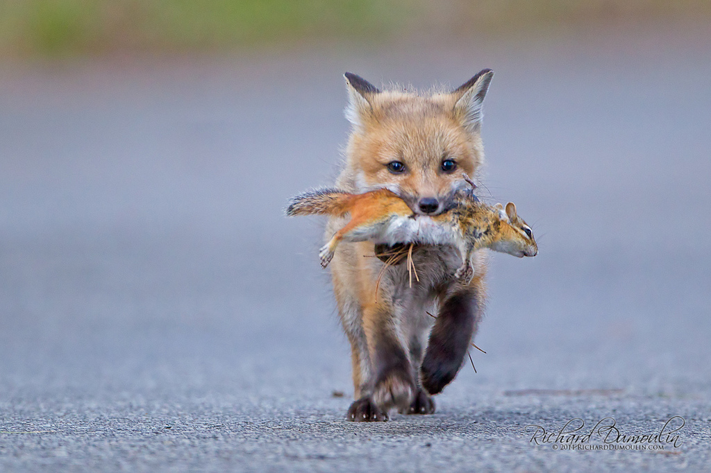 Little earner. - The photo, Animals, Fox, Mining, Chipmunk