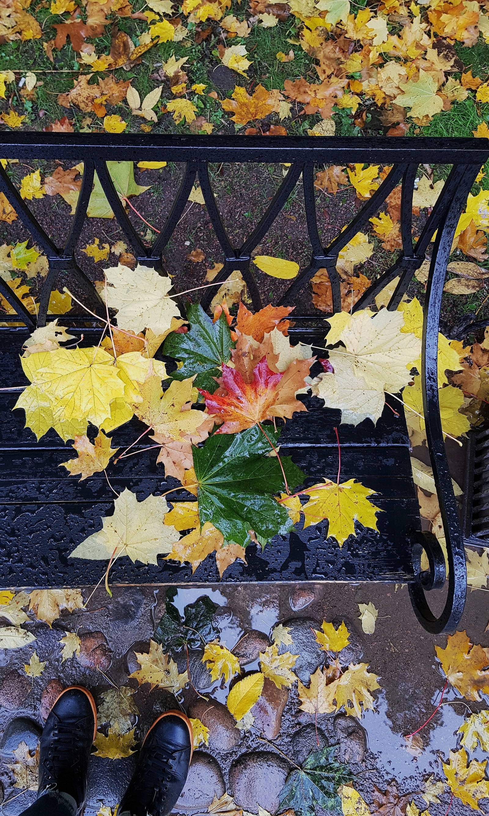 Some autumn photos - My, Autumn, Saint Petersburg, My, The photo, Longpost