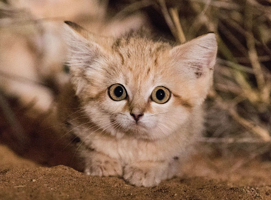 Kittens of a dune cat - Wild animals, Kittens, Sahara, Morocco, Sand cat, Video, Milota, cat