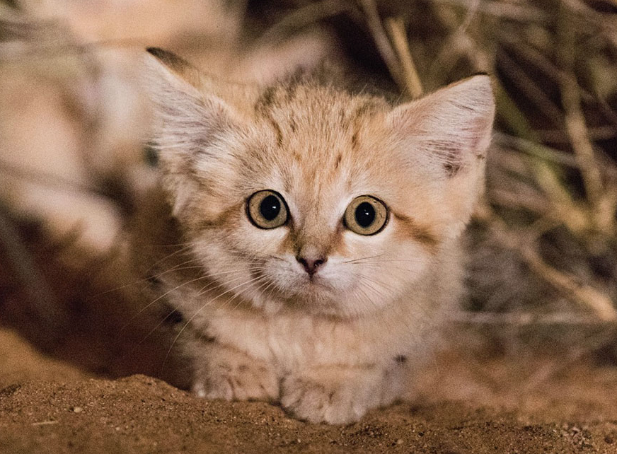 Котята барханной кошки - Дикие животные, Котята, Сахара, Марокко, Барханный кот, Видео, Милота, Кот