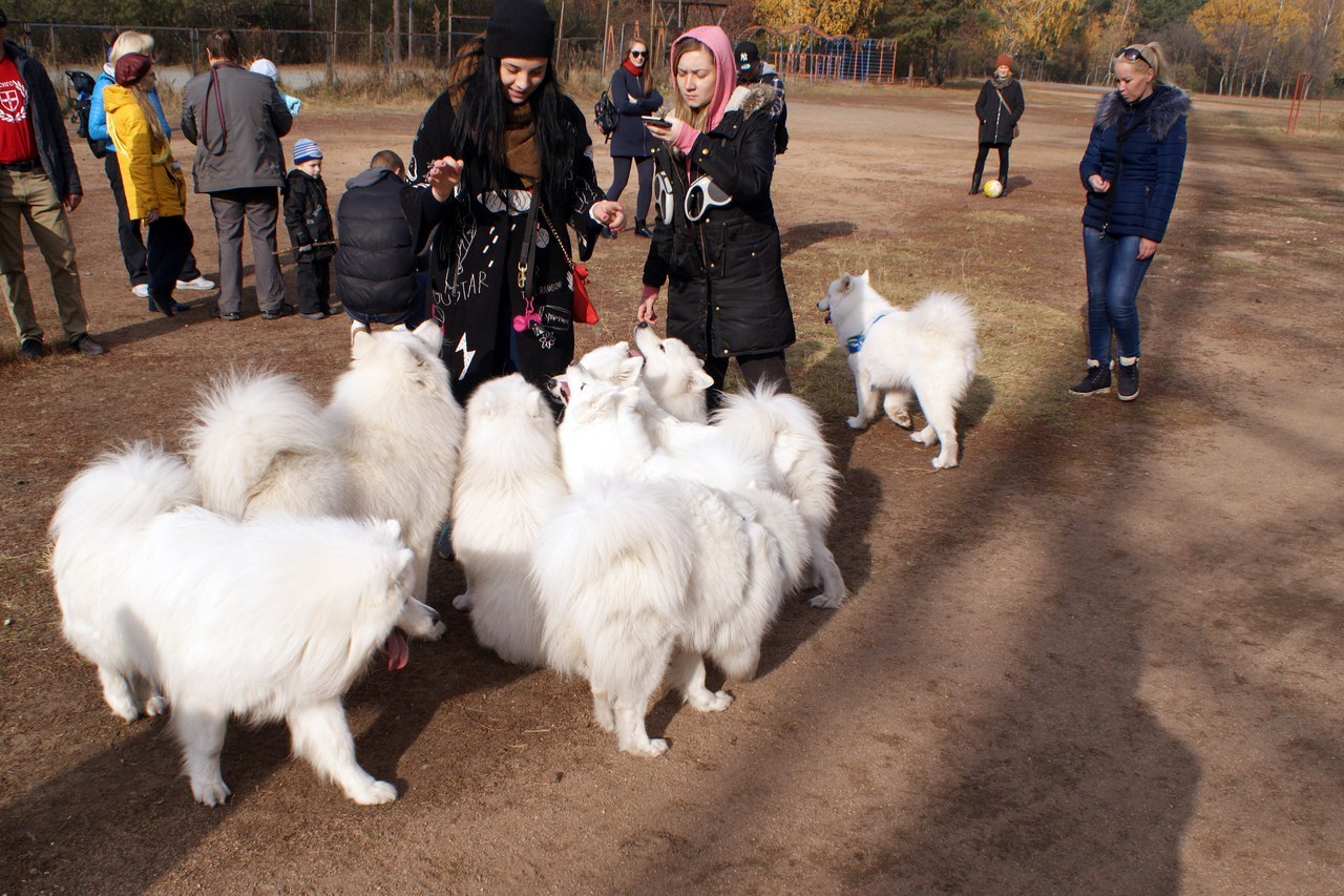 M - Scaled - My, Samoyed, , Dog, Autumn, Longpost