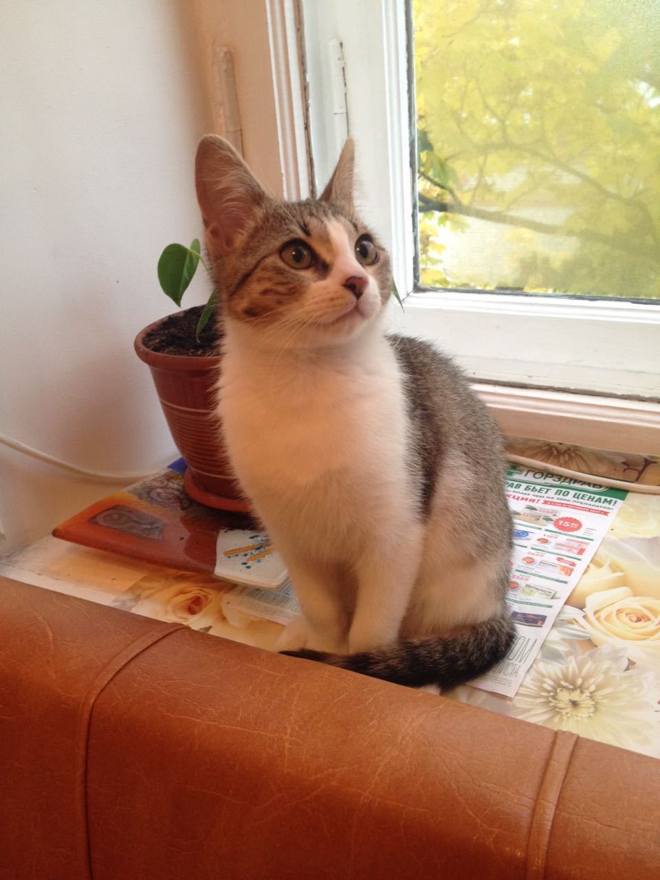 Masyanya is looking for a home! - cat, Help, Catomafia, Moscow, In good hands, The strength of the Peekaboo, Longpost, Helping animals