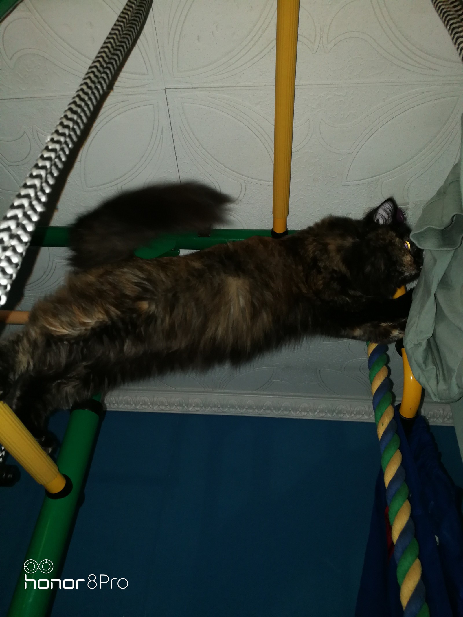 Cat - acrobat - My, Animals, Acrobats, Longpost, cat, Acrobatics