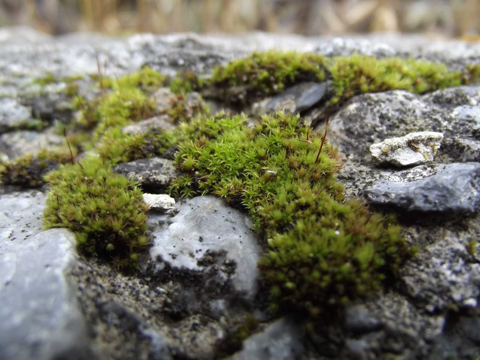 moss on stone - My, The photo, Macro photography, Moss