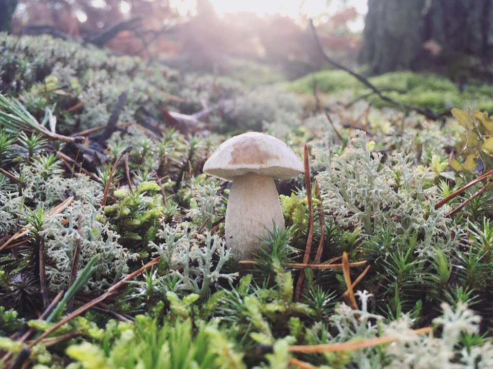 Mushroom - My, Mushrooms, Forest, Mushroom pickers