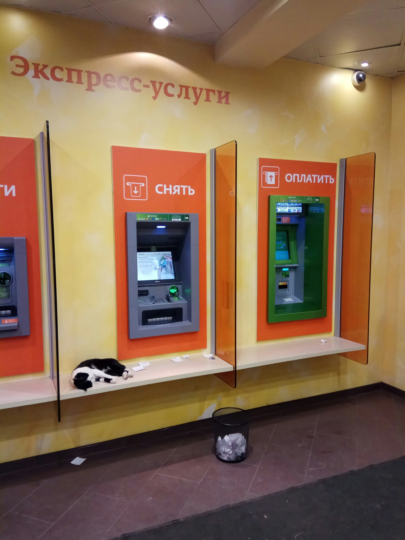 Employee of the month - My, cat, Sberbank, Dream, Heat, Longpost