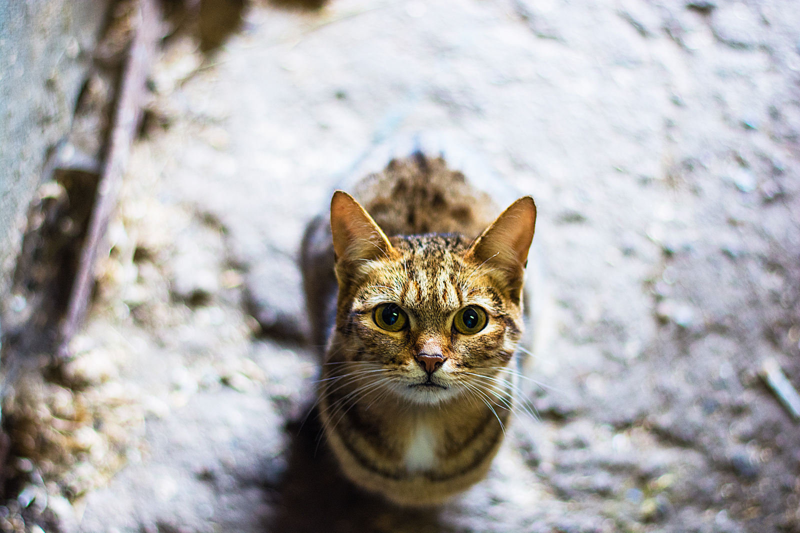 The cat really wanted a photo, but he couldn’t, because his paws - My, cat, Milota, Nikon d7100