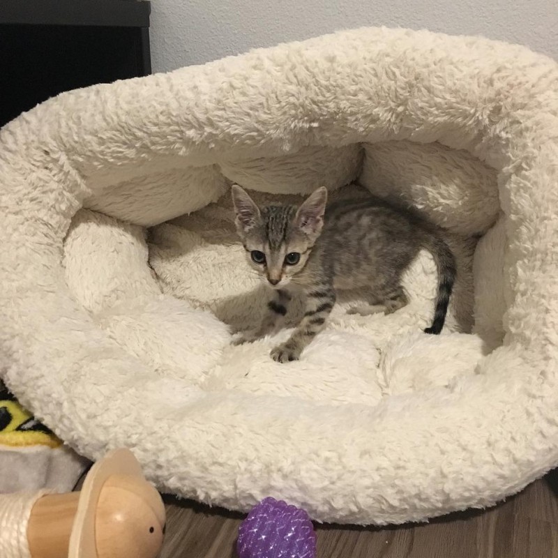 This tiny tabby kitten is half the size of normal kittens of her age. - cat, The rescue, Longpost