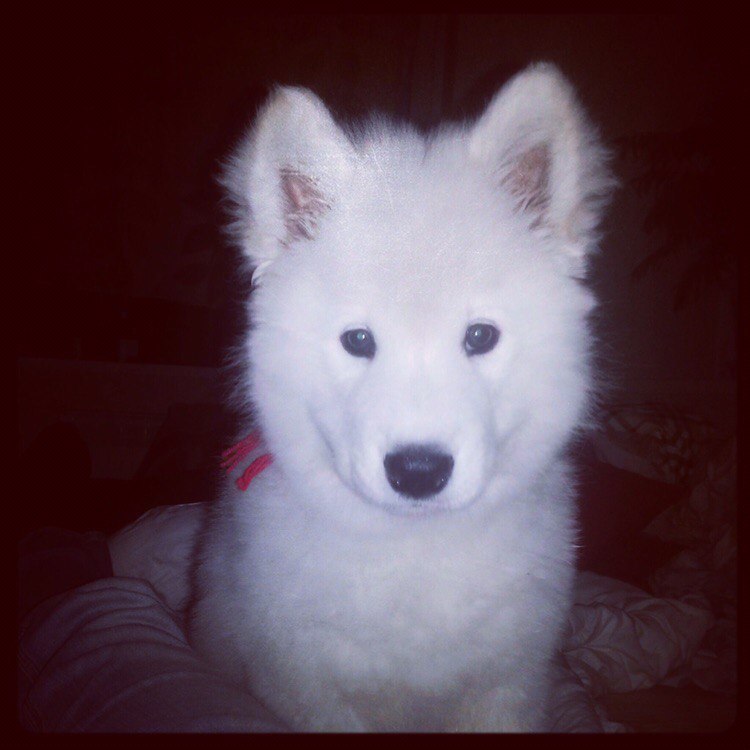 AnyaShanya - My, Samoyed, , Dog, Longpost