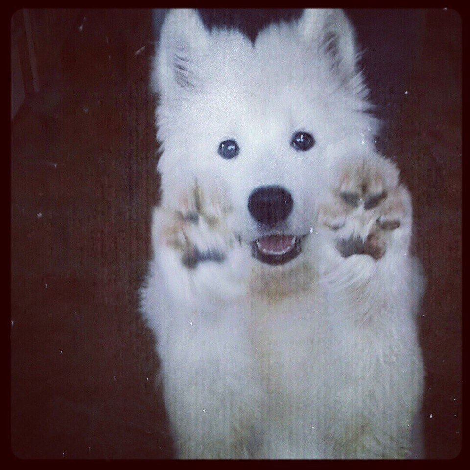 AnyaShanya - My, Samoyed, , Dog, Longpost