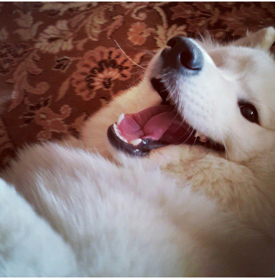 AnyaShanya - My, Samoyed, , Dog, Longpost