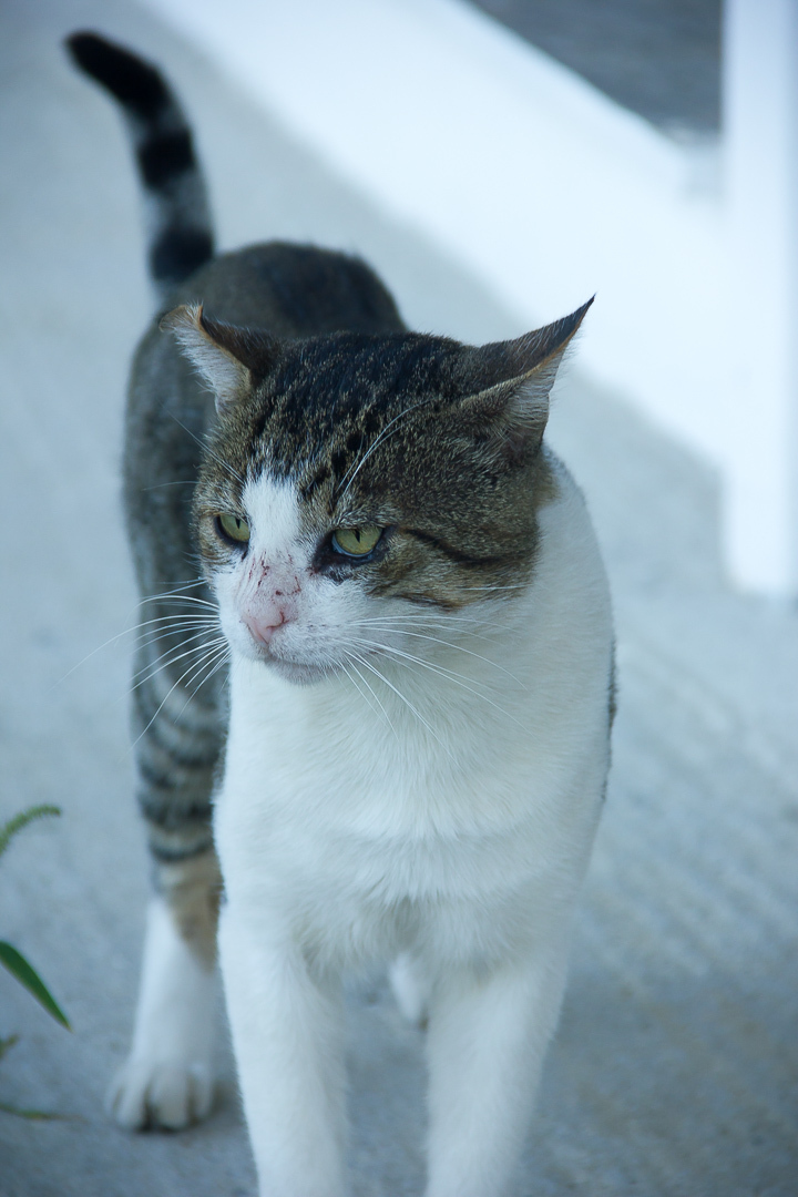 Greek seals - My, cat, Greece, The photo, Longpost