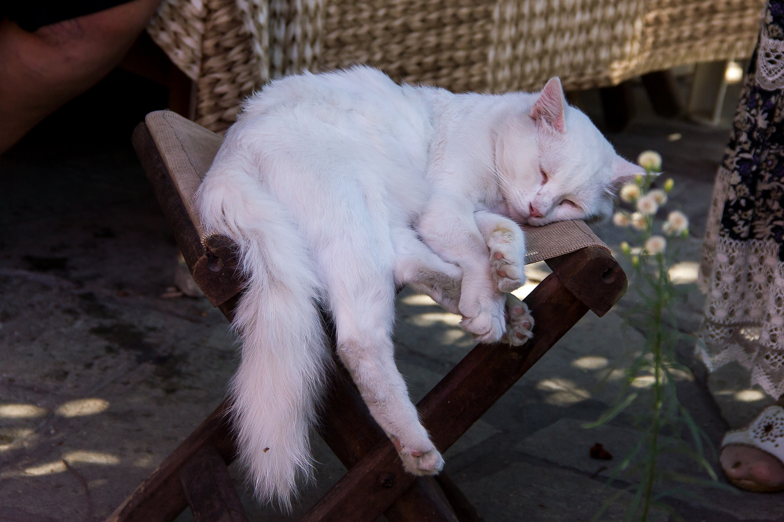 Greek seals - My, cat, Greece, The photo, Longpost