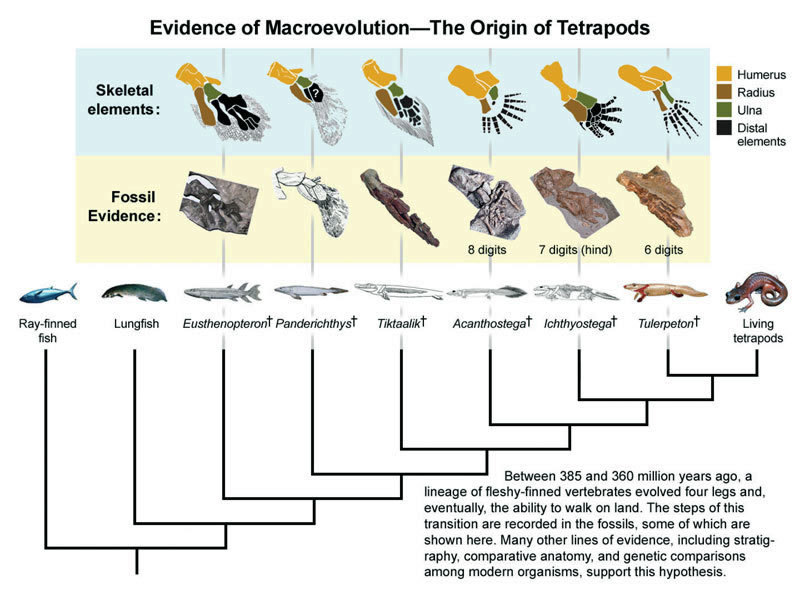 The fish genes helped explain why the first tetrapods were polydactyls. - Evolution, A fish, Amphibian, The science, Interesting, Paleontology, Longpost