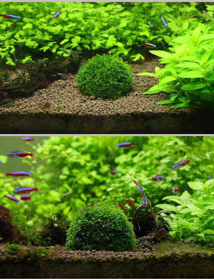 How to make a tree or moss ball in an aquarium? - Aquascape, , Aquarium plants, Longpost
