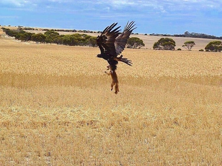 A moment of kindness - Kindness, Eagle, Bats, Fox, The photo