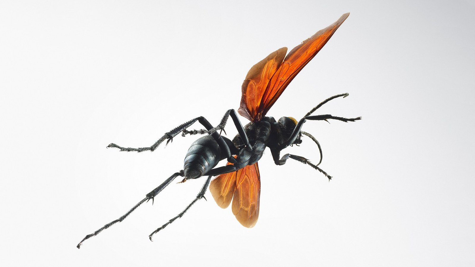 Your worst nightmare or Kasador IRL - tarantula hawk, Fallout: New Vegas, casador, Insectophobia, Apiphobia, Spider, Longpost