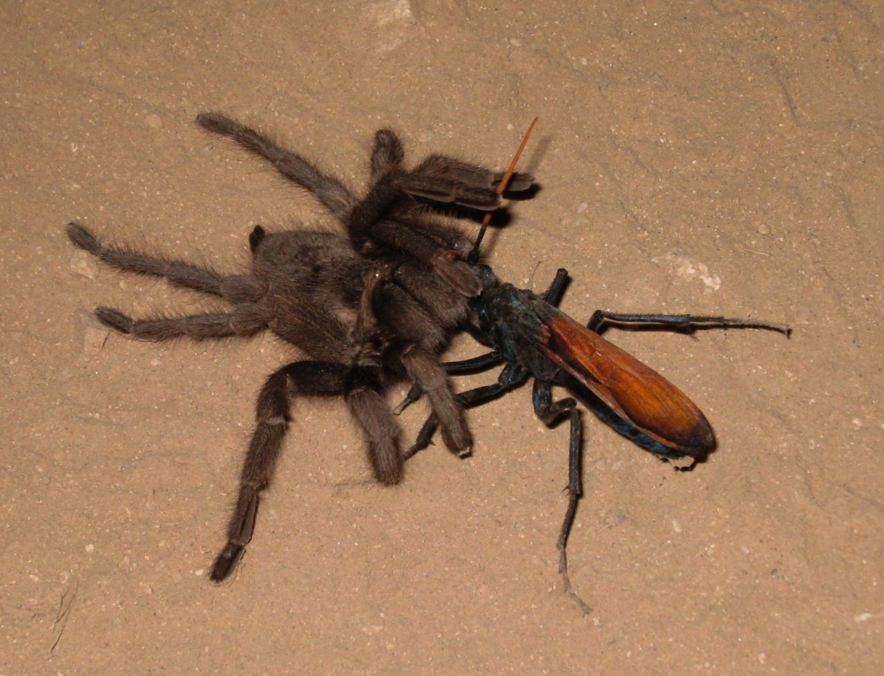 Your worst nightmare or Kasador IRL - tarantula hawk, Fallout: New Vegas, casador, Insectophobia, Apiphobia, Spider, Longpost