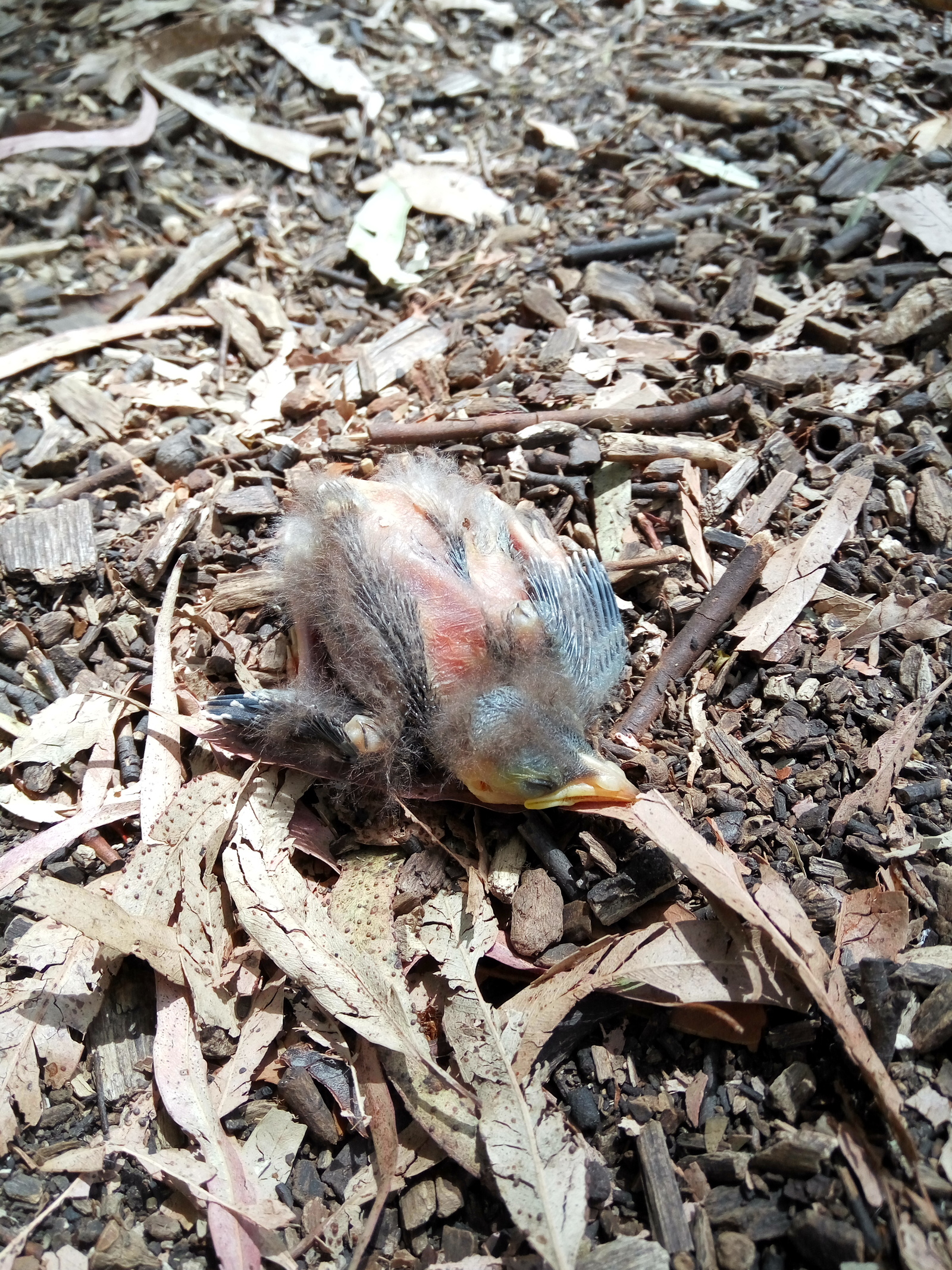 Chicks (they are alive) - My, Chick, Cell, Australia, Longpost