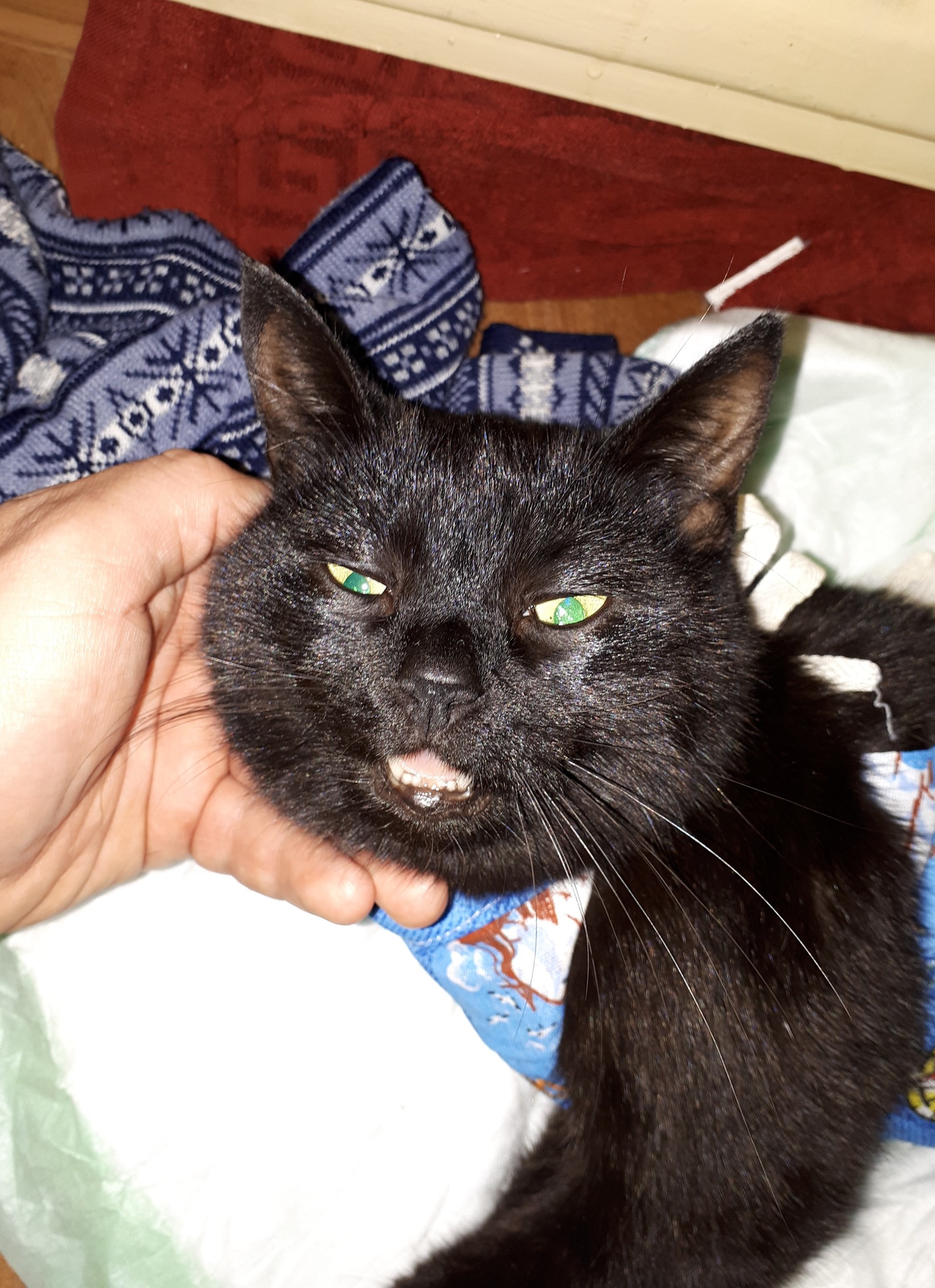 cat after anesthesia - My, Narcosis, After anesthesia, Longpost, cat