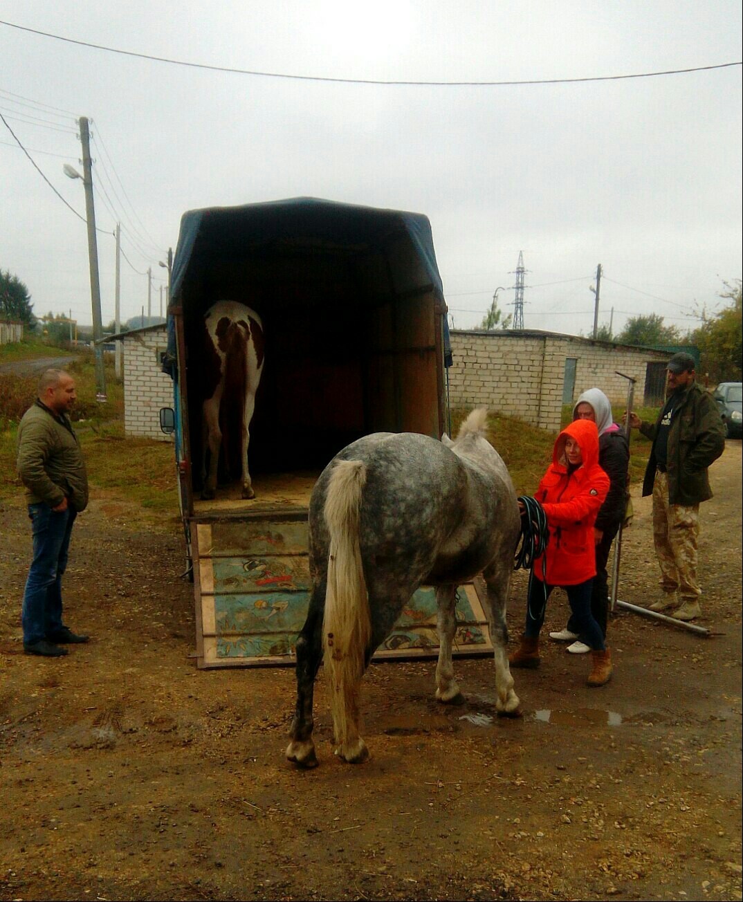 Two of the three horses stolen in Yelets have been found! The search for the stallion continues! - My, Horses, Search, Theft, Thief, Help, Animals, Theft, Video, Longpost