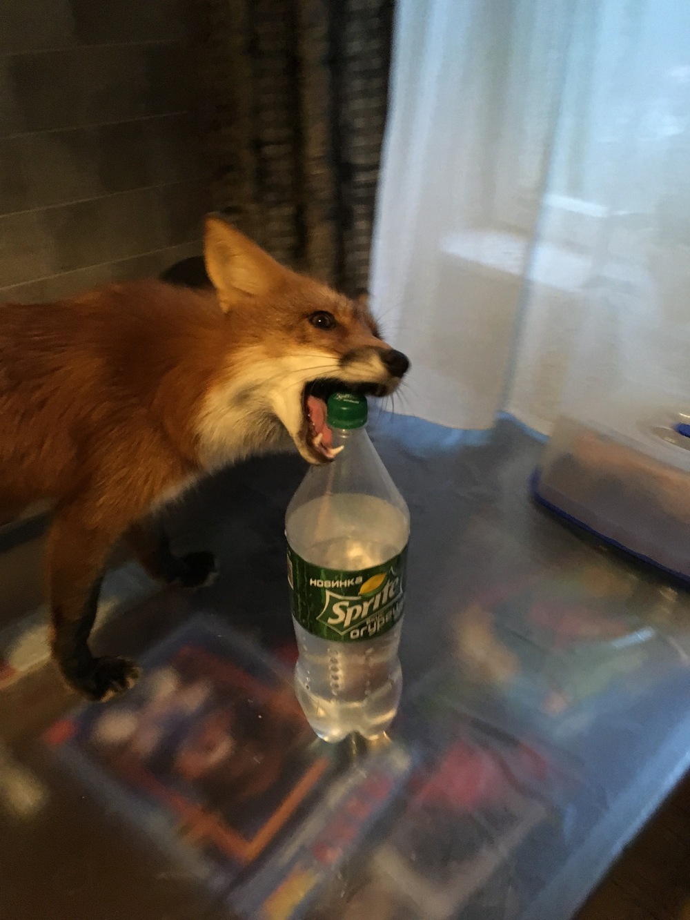 Fox evaluates the sprite :) - Fox, Beverages, Grade, , Sprite