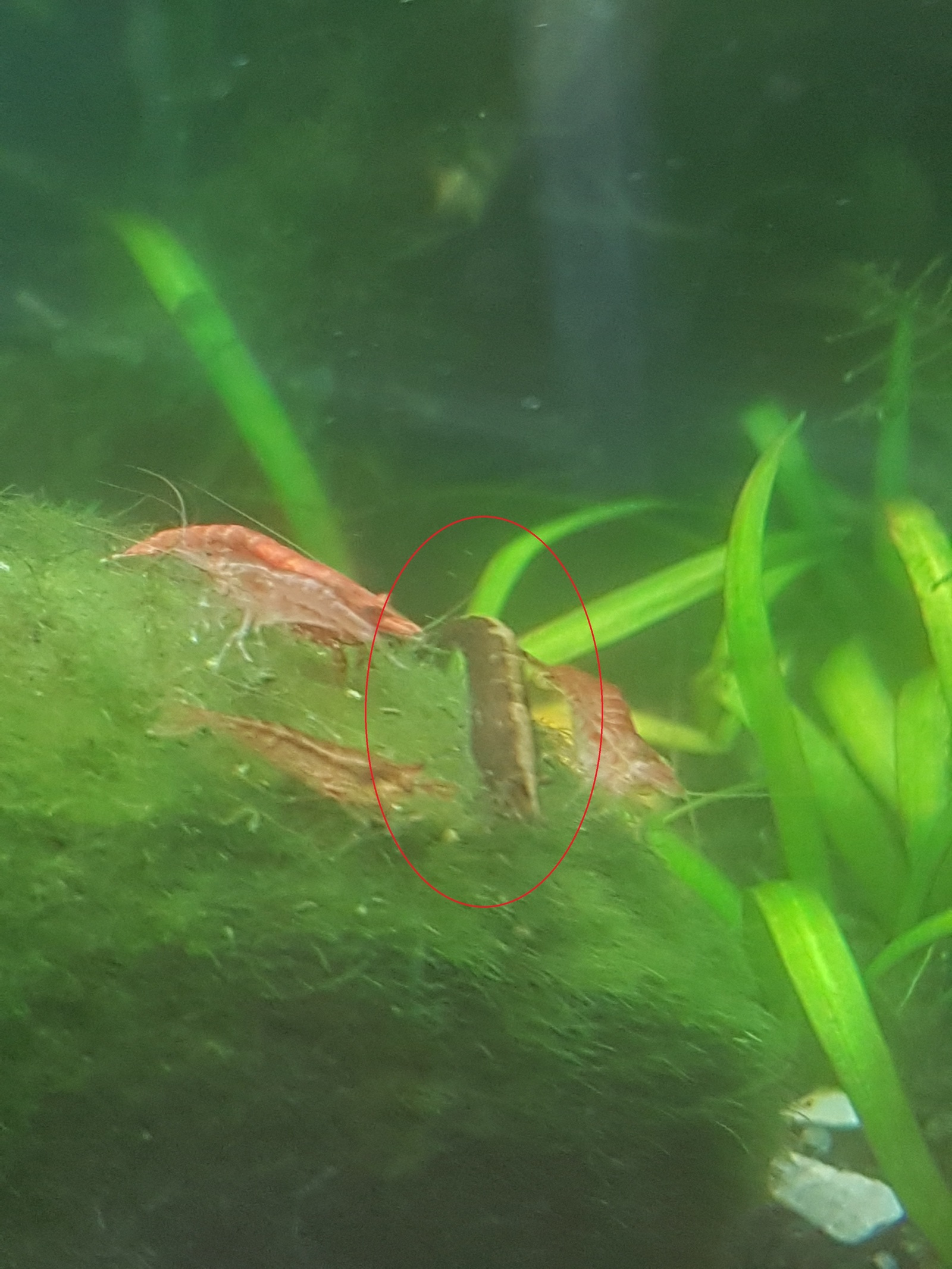 Please help identifying a shrimp - My, Aquarium shrimp, Aquarium, Longpost