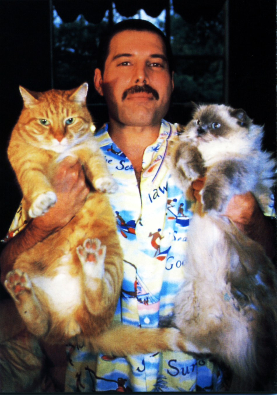 Famous people with their cats. - From the network, cat, Celebrities, Longpost