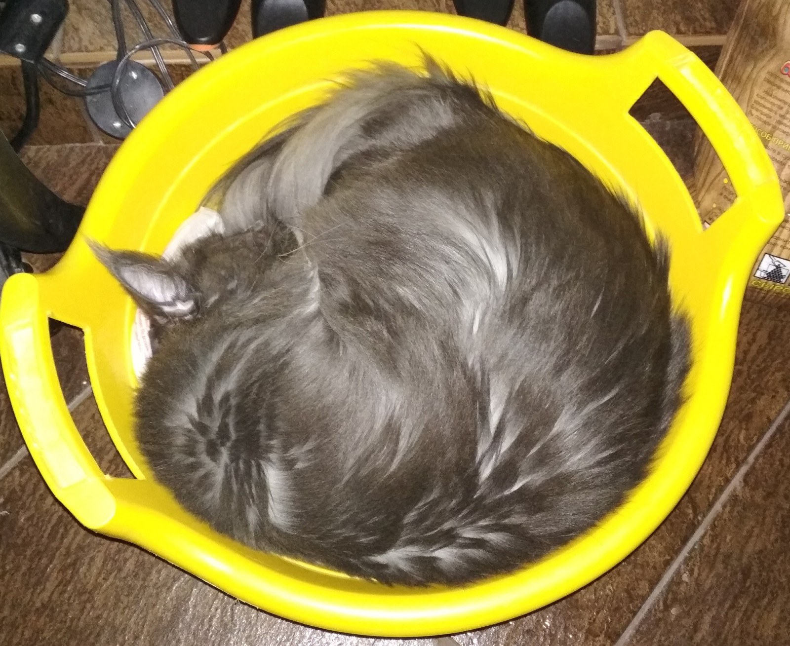 Another proof that cats are liquid - My, cat, Convenience, Maine Coon