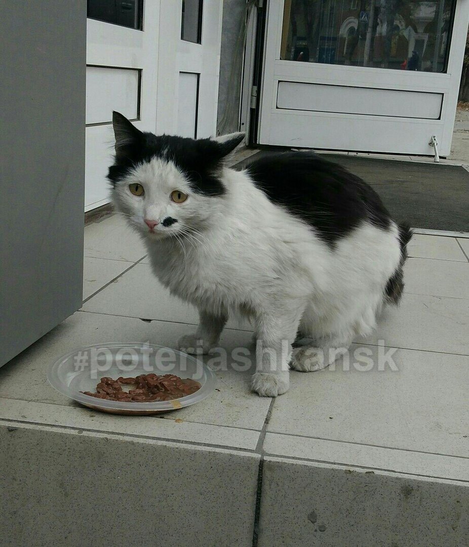 This look - cat, Optimism, Looking for a home, Novosibirsk, Help, In good hands, Helping animals