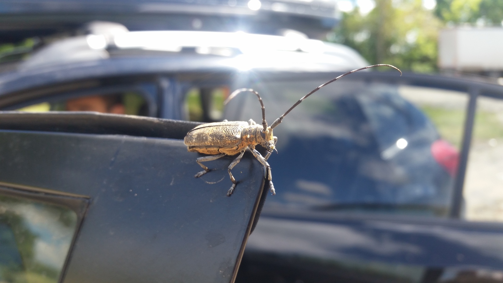 Unknown. - My, Жуки, Insects, The photo, Summer