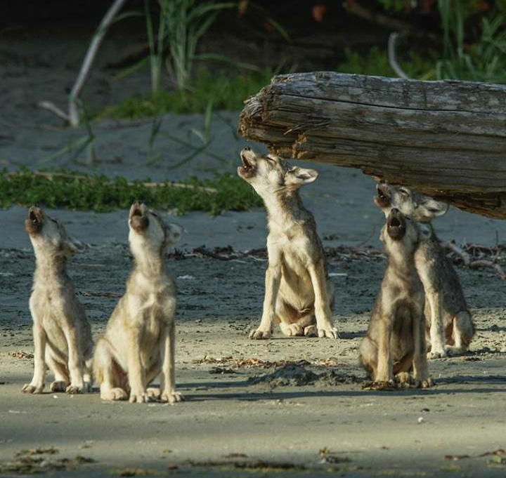 wolf choir) - Spinning top, Animals