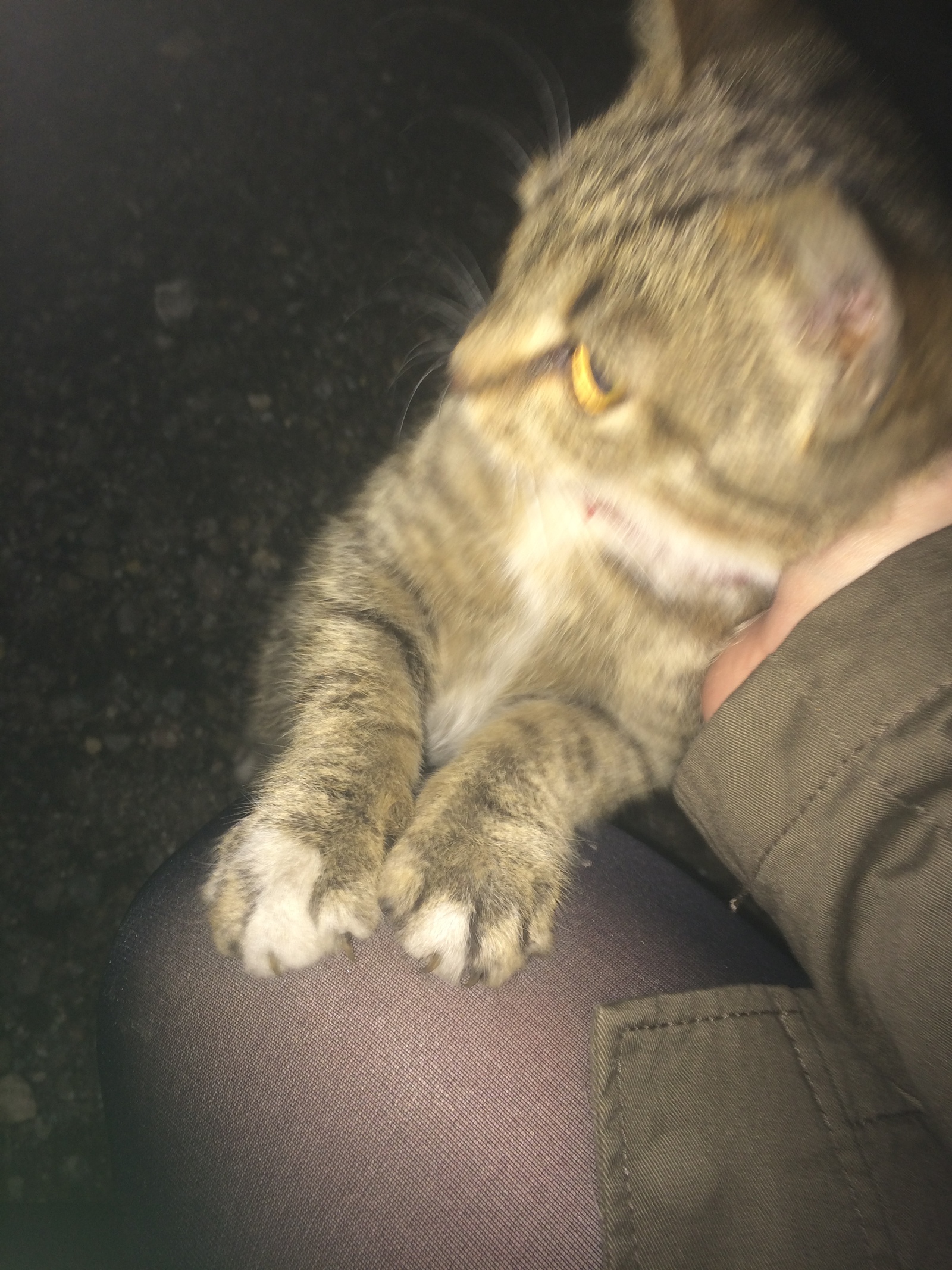 Homeless cat in Zelenograd - My, Zelenograd, Lost, Found a cat, cat, Lost cat, Homeless animals, Longpost