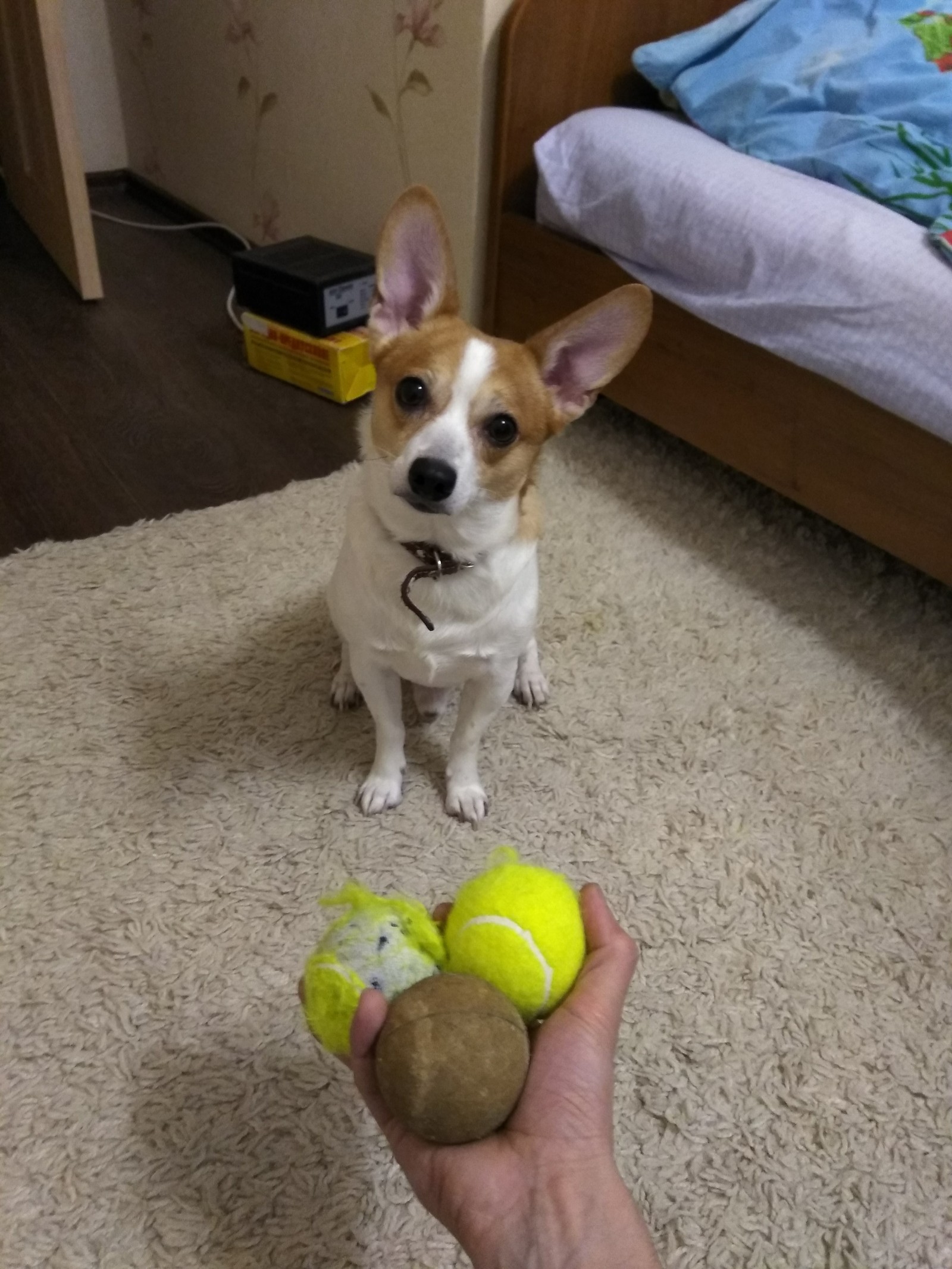 There are only three states of the ball - My, Dog, Tennis ball, Toys for animals