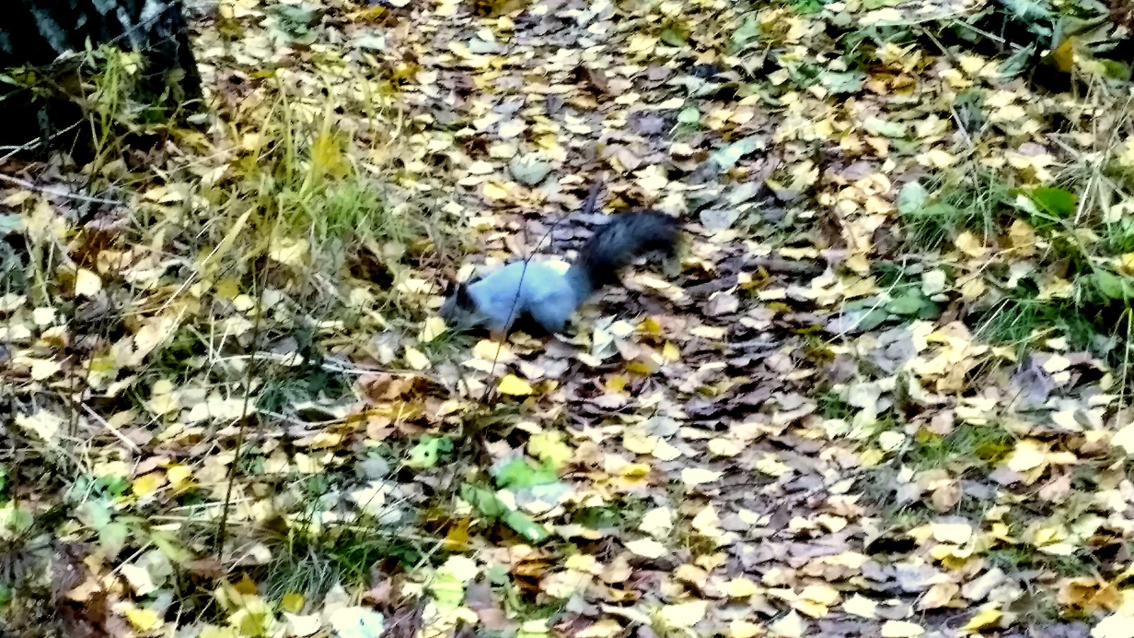 Mid autumn. - My, Yekaterinburg, , Walk, Mayakovsky Park, Autumn, The photo, Longpost