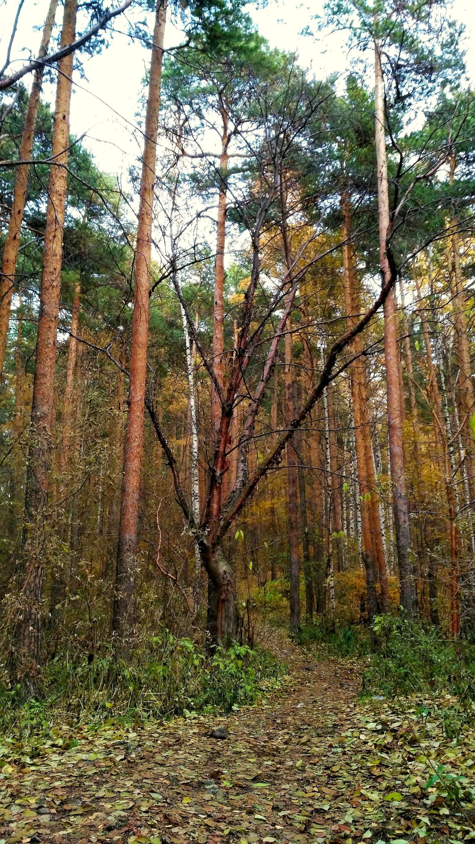 Mid autumn. - My, Yekaterinburg, , Walk, Mayakovsky Park, Autumn, The photo, Longpost